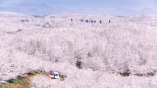 贵安万亩樱花园 (7).jpg